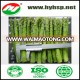 Frozen Food Green Asparagus